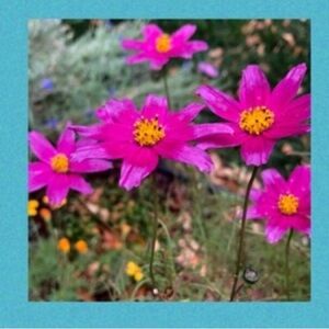 Vibrant Cosmos Flowers Seed packs (3) + 1 FREE WITH ANY ORDER FROM MY CLOSET